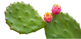 Ingredients-03-Opuntia-Ficus