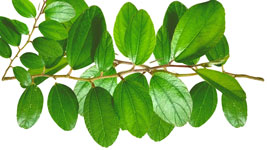 Ingredients-12-daun-bidara